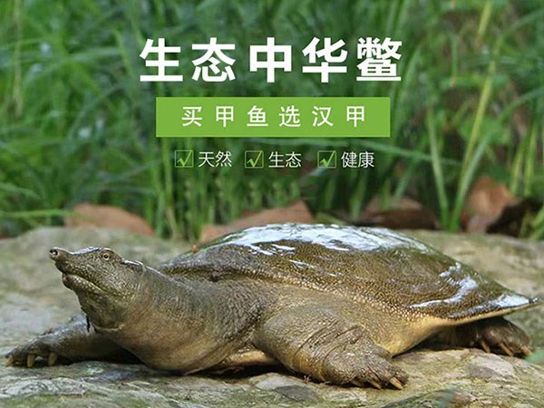  从基地到餐桌：尊龙凯时人生就是搏农业集团的创新供应链战略